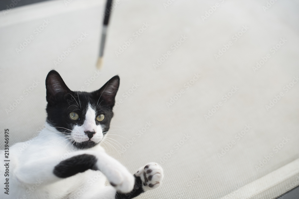 Retrato de un pequeño gato blanco y negro jugando animadamente con un
