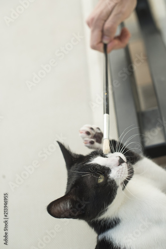 Retrato de un pequeño gato blanco y negro jugando animadamente con un pincel que sostiene alguien con su mano