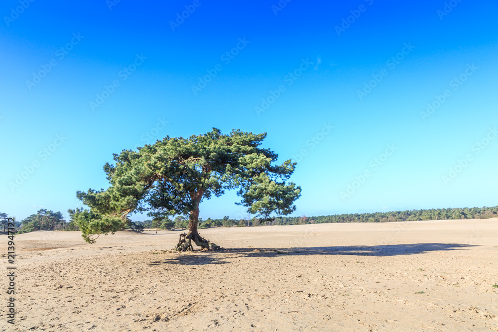 Foto De Alive And Moving Drifting Sand Dunes Of Soesterduinen Area In Foto De Alive And Moving Drifting Sand Dunes Of Soesterduinen Area In