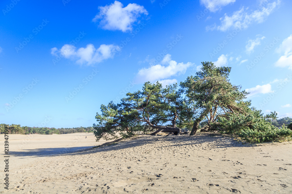 Alive and moving drifting sand dunes of Soesterduinen area in Netherlands with solitaire conifers, Pinus sylvestris, standing on bare tree roots because sand between tree roots is blown away Alive and moving drifting sand dunes of Soesterduinen area in Netherlands with solitaire conifers, Pinus sylvestris, standing on bare tree roots because sand between tree roots is blown away