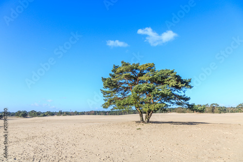 Alive and moving drifting sand dunes of Soesterduinen area in Netherlands with solitaire conifers, Pinus sylvestris, standing on bare tree roots because sand between tree roots is blown away
