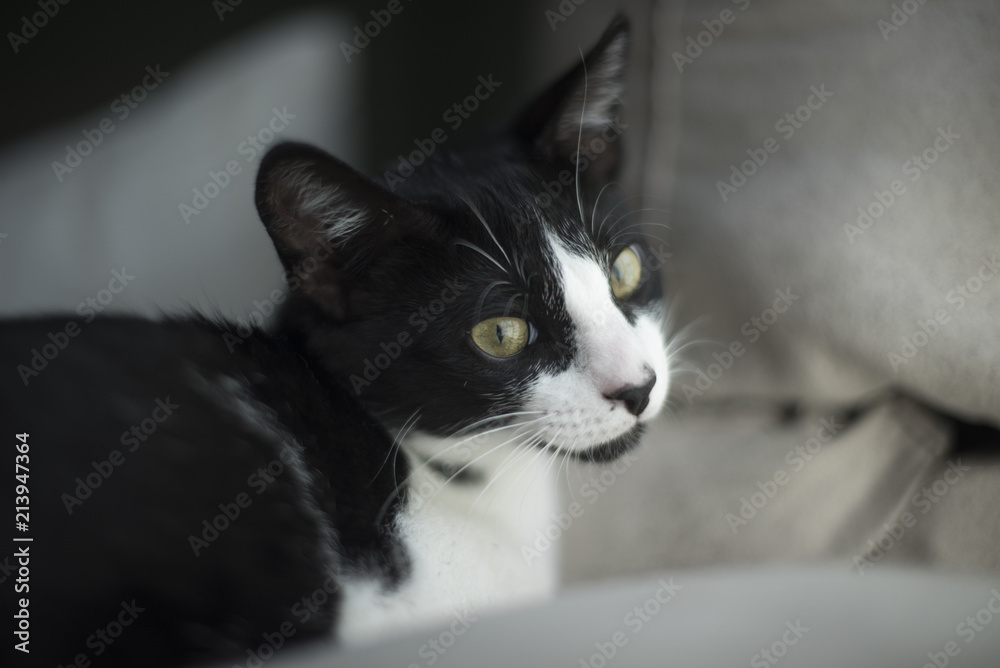 Retrato de primer plano un pequeño gato blanco y negro junto a una ventana