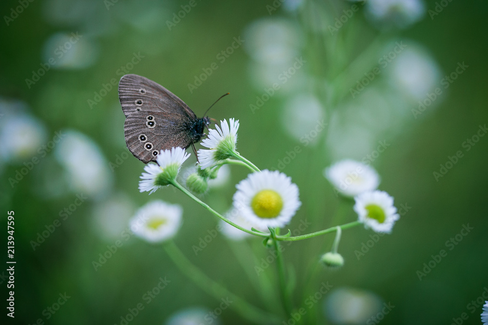 Obraz premium павлиноглазка