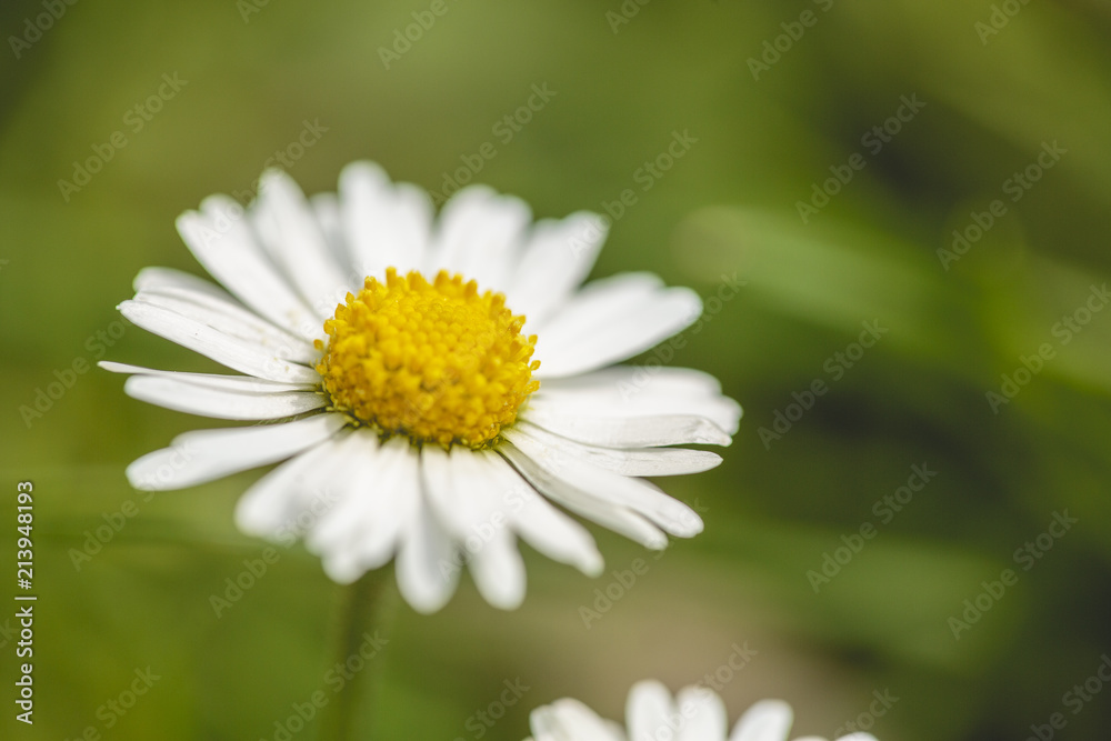 Daisy flower