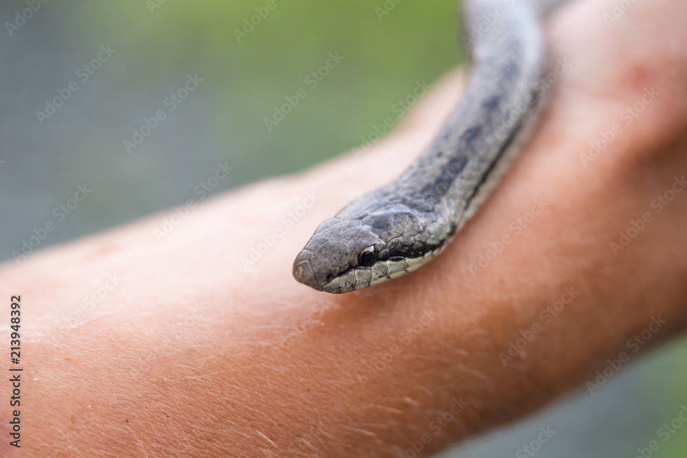 Fototapeta premium Small non-poisonous grass snake on the man's palm