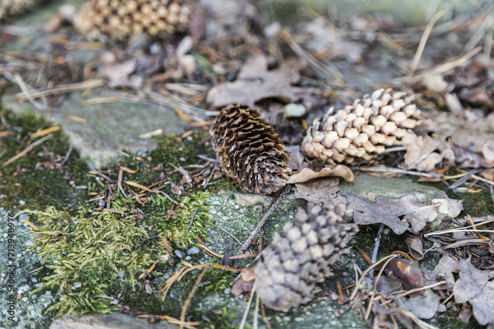Obraz premium Pine cones close-up
