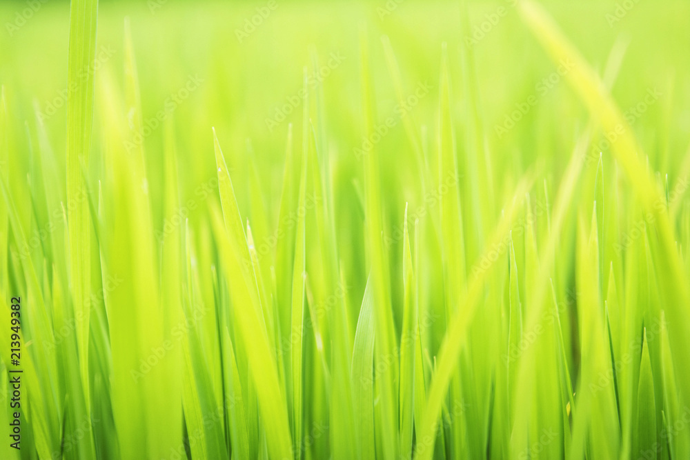 Textured green grass background Textured green grass background