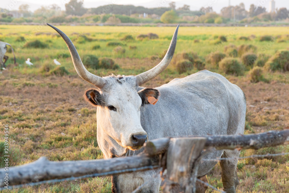 Maremmana cows in Maremma, southern Tuscany, Italy Maremmana cows in Maremma, southern Tuscany, Italy