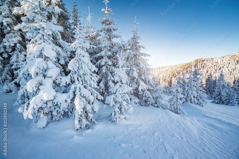 Obraz premium Majestic winter trees glowing by sunlight. Location place Carpathian national park, Ukraine, Europe.