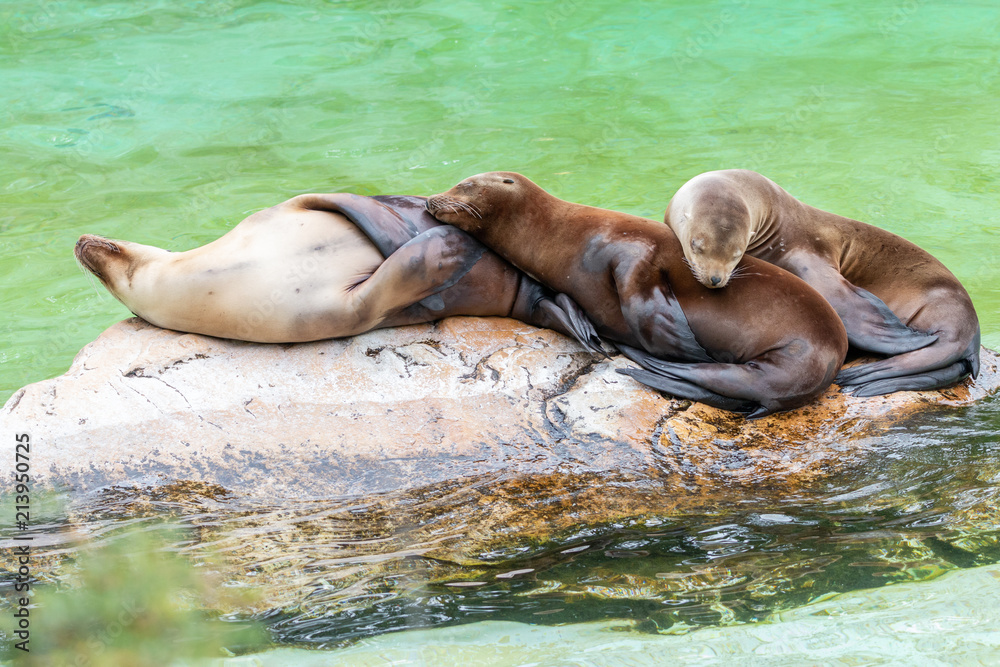 Fototapeta premium Three California sea lions (Zalophus californianus) sleep on each other. Sea lions family resting on stone amongst water.