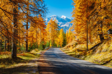 Magical yellow larches. Location place Dolomiti Alps, Cortina d'Ampezzo, Italy, Europe.