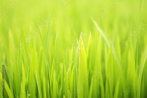 Textured green grass background