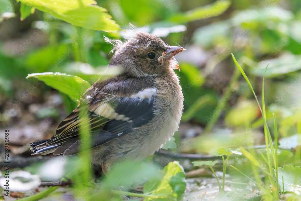 Naklejka premium Chaffinch baby chick (Fringilla coelebs). Little young common chaffinch in the spring forest.
