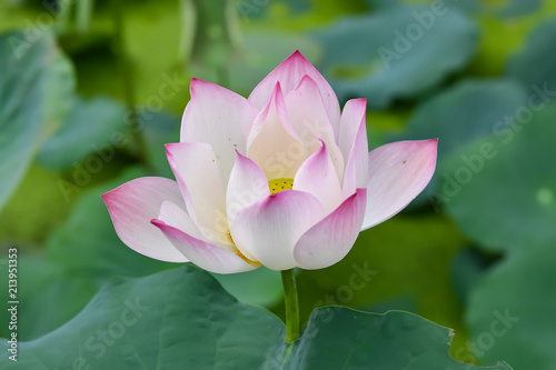 Pink Lotus Flower In the Lotus pond at the Samut songkhram   Thailand.