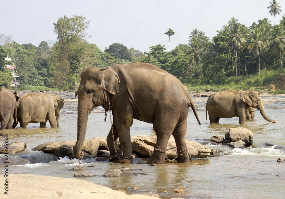 Fototapeta premium elephants in the river