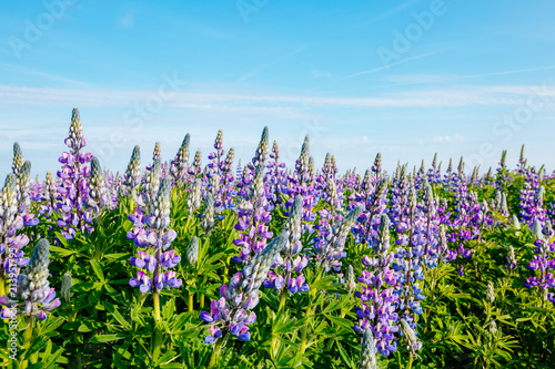 Magical blooming lupine valley glowing by sunlight. Location place south Iceland, Europe.