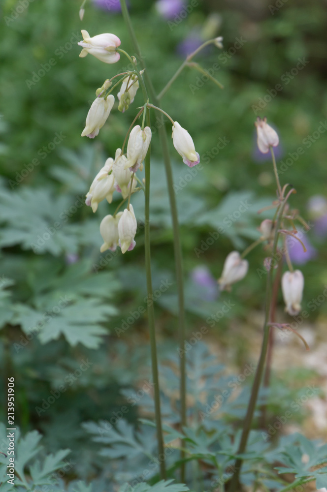 Cassiope lycopodioides