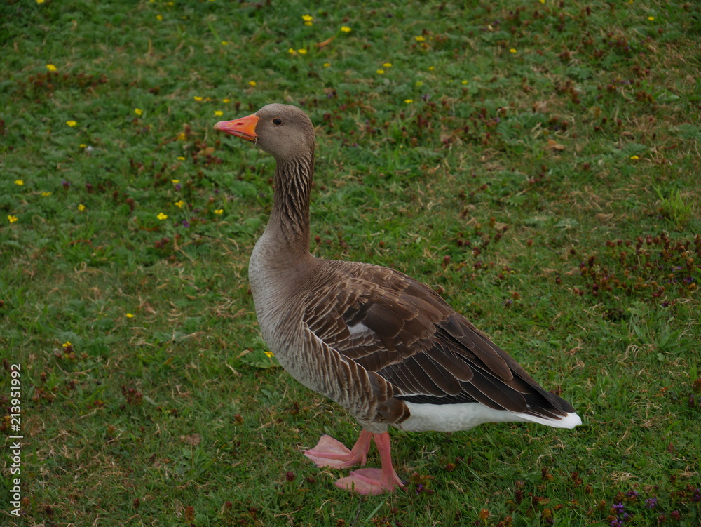 Ente auf der Wiese Ente auf der Wiese