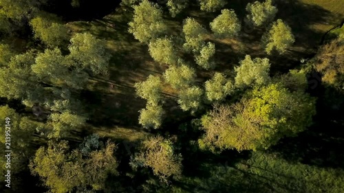 English woodland forest; aerial drone rise reveal