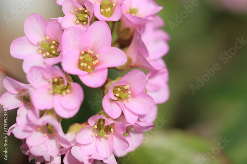 ヒマラヤユキノシタ　Bergenia