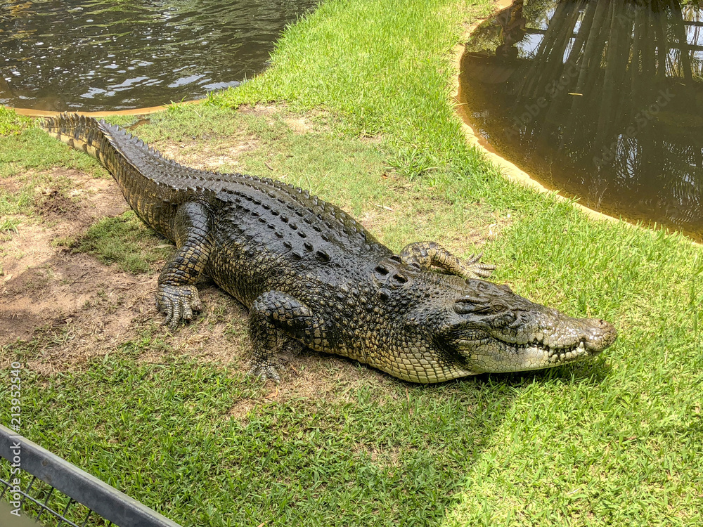Fototapeta premium Crocodile on Grass