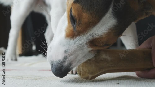Dog lies on the floor and bites the dog's bone photo