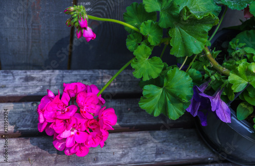 Fototapeta Naklejka Na Ścianę i Meble -  A beautiful pink pelargonium on a flower bed