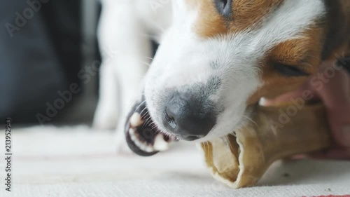 Dog lies on the floor and bites the dog's bone photo