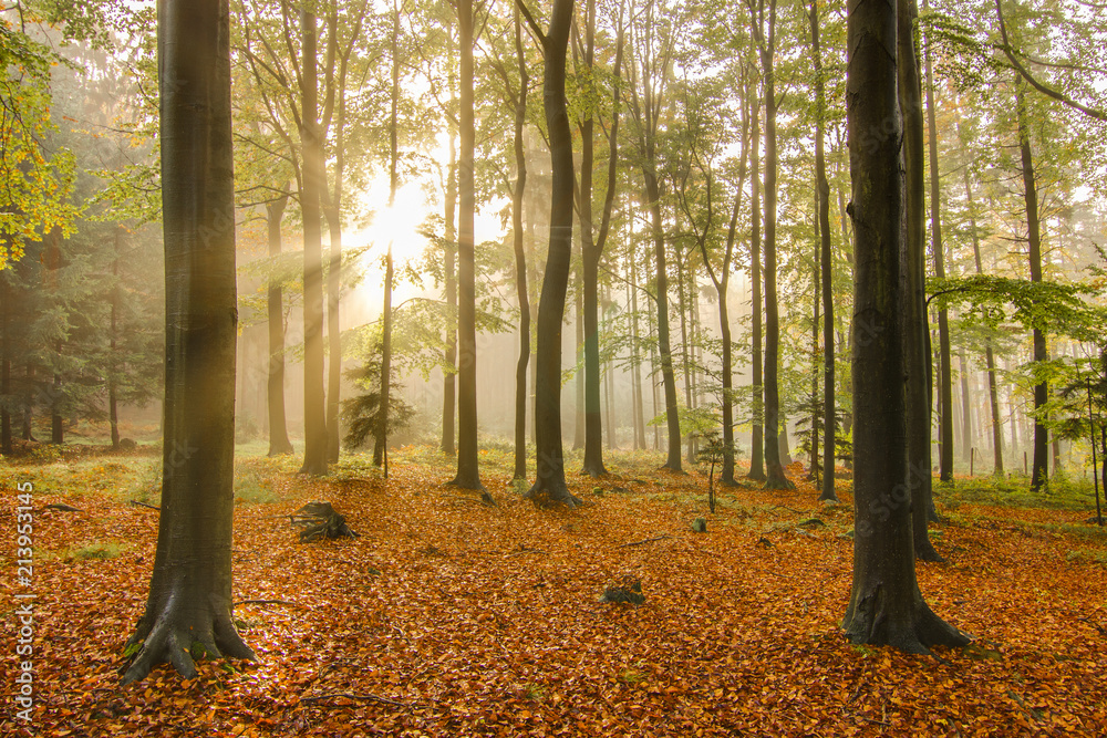 Obraz premium Colorful autumn forest. Morning scene, sun breaking through fog with beautiful sun rays. Vivid colors, fallen leaves, forest.