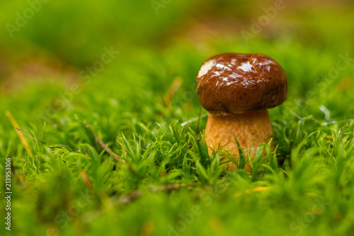 Small brown mushroom wet from morning dew growing up from fresh green moss.