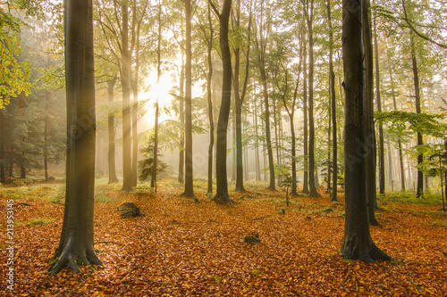 Colorful autumn forest. Morning scene, sun breaking through fog with beautiful sun rays. Vivid colors, fallen leaves, forest.