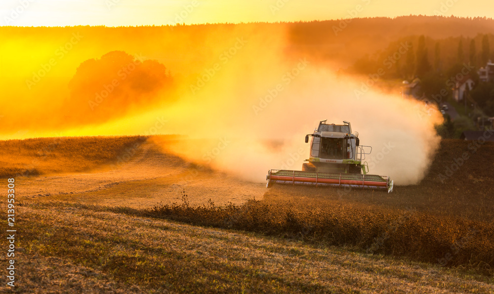 Fototapeta premium Harvester during vivid sunset. Lot of dust in the air creating a wonderful and dramatic agricultural scene.