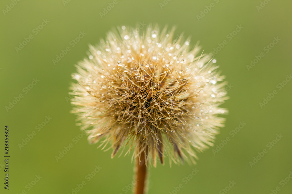 Single flower covered by dew. Fresh green spring background. Detailed macro photo. Nature, beautiful, plant. Single flower covered by dew. Fresh green spring background. Detailed macro photo. Nature, beautiful, plant.