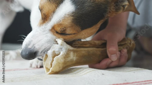 Dog lies on the floor and bites the dog's bone photo