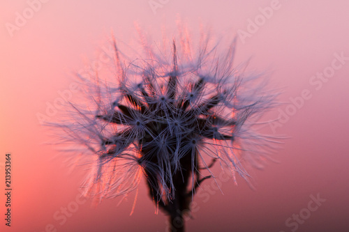 Abstrakcyjne zdjęcie dmuchawca mniszka lekarskiego na różowym kolorowym niebie Szczegóły makro Kwiat natura nasion roślin