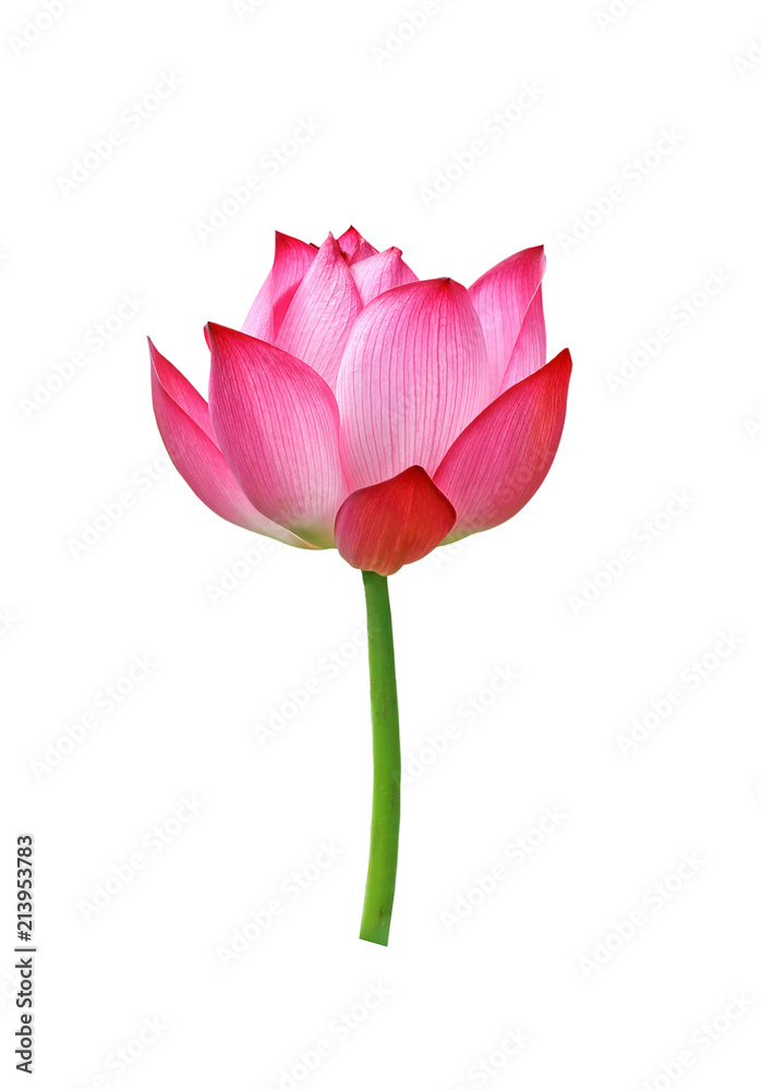 Lotus flower isolated on white background. Lotus flower isolated on white background.