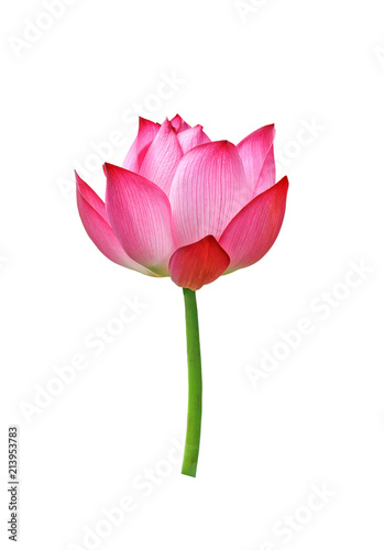 Lotus flower isolated on white background.