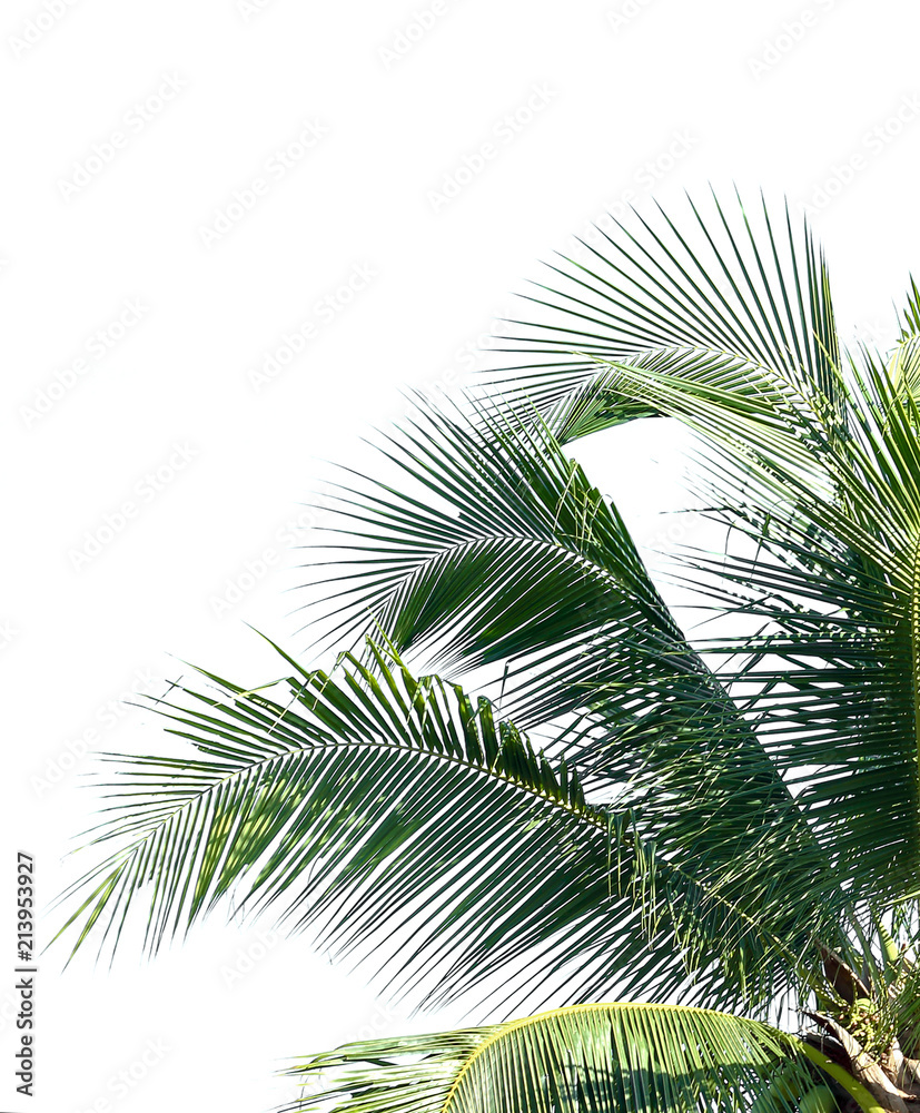 Fototapeta premium coconut leaves on white background