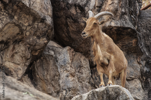 Barbary sheep ( Ammotragus lervia ) native in rocky mountains