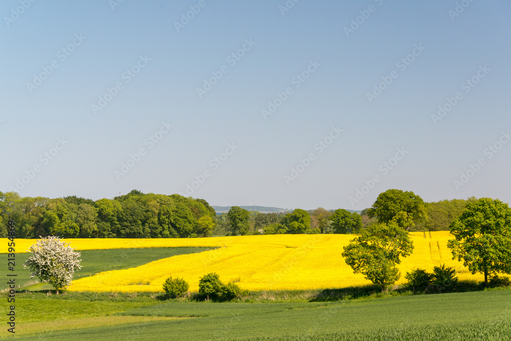 Schleswig-Holsteinische Landschaft mit gelbem Rapsfeld