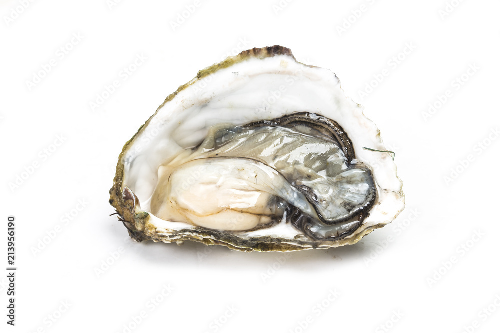 Oysters in the white background Oysters in the white background