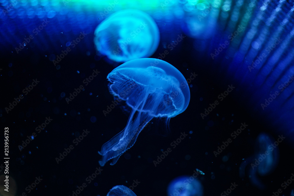 jellyfish jellyfish