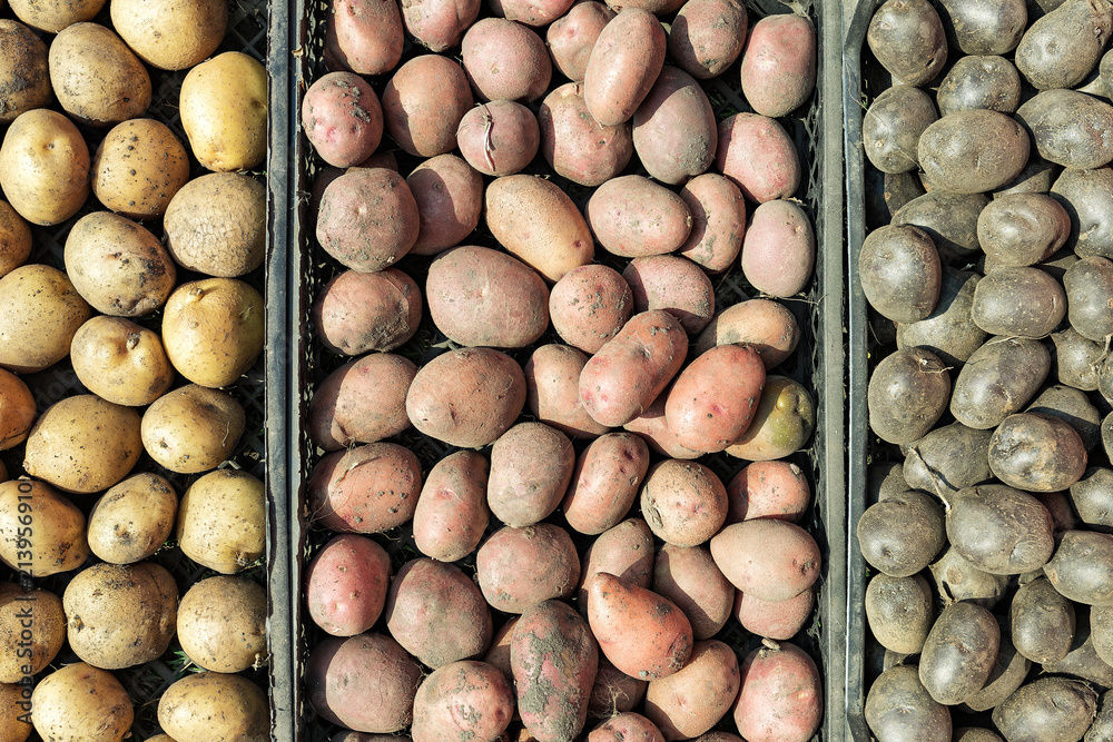 Potatoes of different varieties Potatoes of different varieties