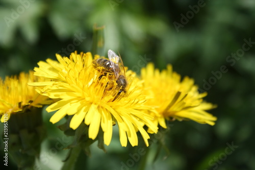 Bee on a flower