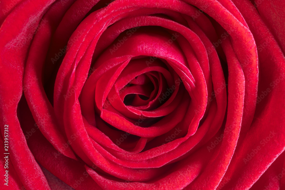 Detail red rose Detail red rose
