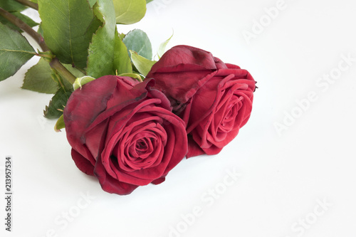 Fototapeta Naklejka Na Ścianę i Meble -  two red roses