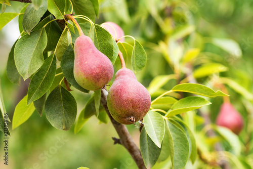 European pear or common pear on tree branch