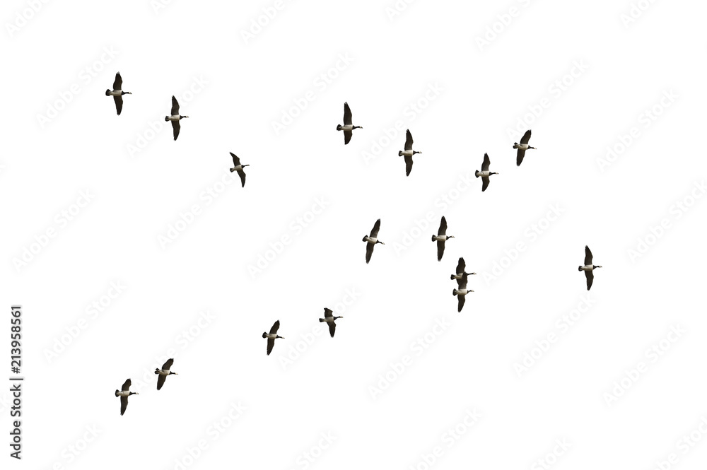 Migrating barnacle geese (Branta leucopsis) isolated on white background. Migrating barnacle geese (Branta leucopsis) isolated on white background.