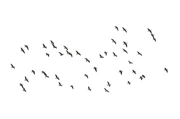 Migrating barnacle geese (Branta leucopsis) isolated on white background.