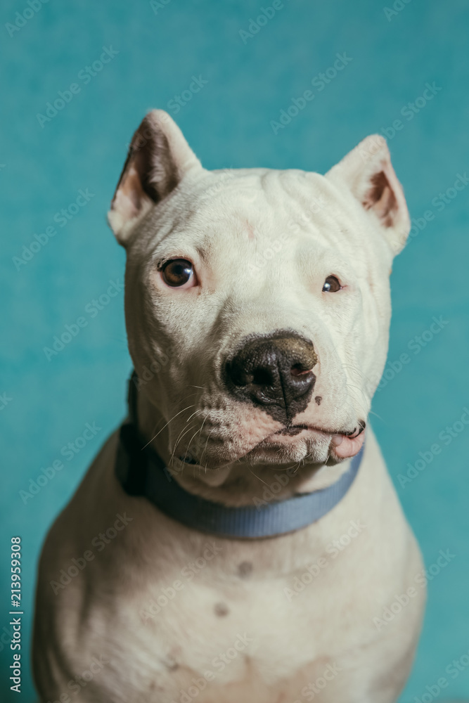 Dog portrait Dog portrait
